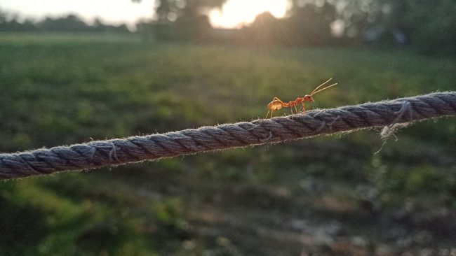 ant-walking-on-a-rope-5890800_1920