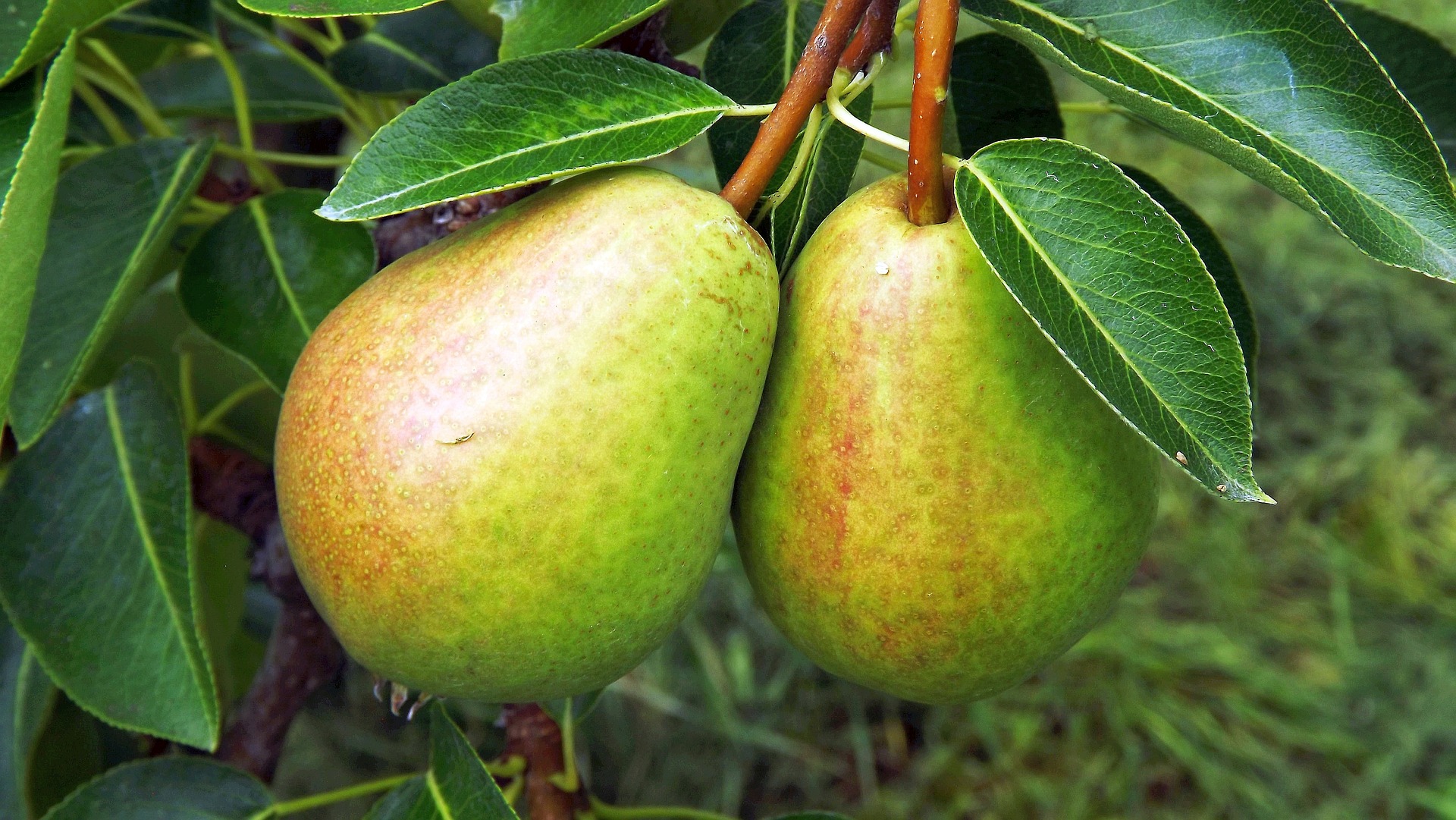 fruit-g6764e09c6_1920