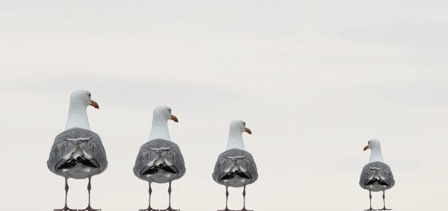seagulls-2662550_1920