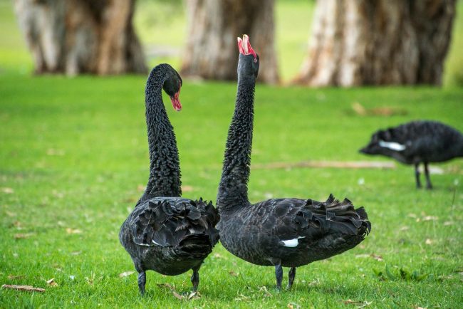 black-swan-gabafa9271_1920