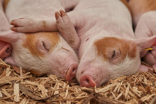 piglet-gcd3fb83ea_1920