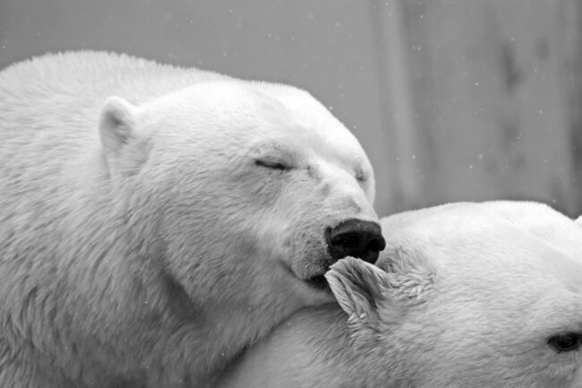 polar-bear-g569107951_1920