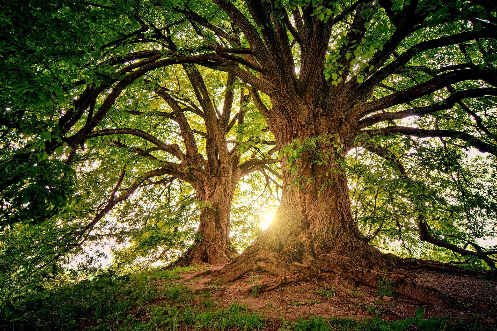 trees-g03cbb28d8_1920